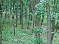 Голосіївський ліс 7.jpg