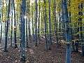 Національний природний парк «Голосіївський», грабовий ліс восени.JPG