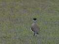 File:Banded Lapwing.ogg