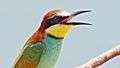 File:CloseUp of a female European bee-eater.webm