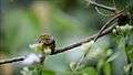 File:Flavescent Bulbul, Pycnonotus flavescens - Kaeng Krachan National Park.webm
