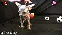 Video of a Sphynx cat.