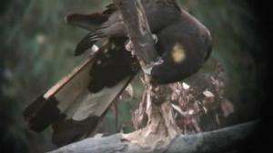 A colour video clip with sound. A large black cockatoo using its beak to chew away bark from a branch of a tree to find grubs to eat. Bird squawks are from birds not shown in the image. An aeroplane is heard flying overhead.