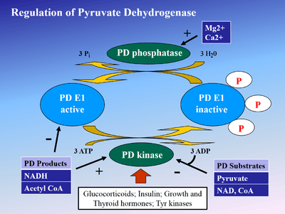 Regulation of Pyruvate Dehydrogenase