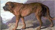 This shows an 1815 painting of an Alpine Mastiff.