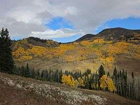 A photo of aspens in fall along the Crooked Creek Road.