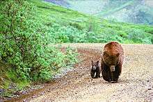 Adult brown bear (Ursus arctos) and cub walk in step along the park road straight toward camera, as seen and photographed from a tour bus.