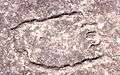 Aboriginal rock carvings, Terrey Hills, New South Wales, Sydney - Wiki0160.jpg
