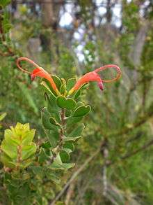 a green foliaged plant in diffuse light with a single red flower curled at its apex