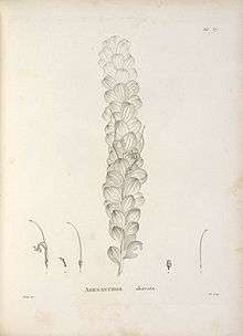 an ancient pencil drawing of leaf and flower parts of a plant