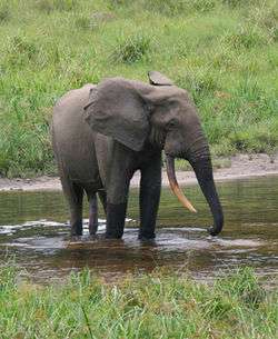 A forest elephant