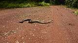 A large African rock python crossing a dirt road