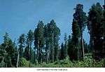 Giant sequoias.