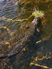 A color photograph taken from above of a mid-sized alligator with its head above water resting on an outcropping of plants and the rest of its body submerged in clear water. The alligator is surrounded by strands of yellow and brown strands of periphyton underwater