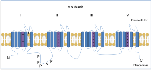 Alpha subunit shown with four homologous domains each with six transmembrane spanning regions. The N-terminal and C-terminal are intracellular. Phosphorylation sites are shown for protein kinase A