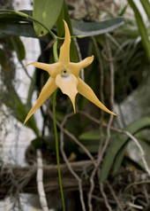 Detail of a star-shaped yellow orchid flower with six tepals
