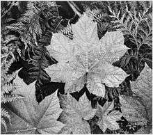 A black-and-white close-up photograph of palmate, conifer, and small fern-like leaves overlapping, all visibly damp. One slightly larger and brighter palmate leaf rests in the upper foreground, covering all but one third of the photograph.