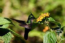 Hummingbird feeding from Lantana camara flower in Dominica.