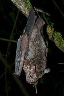 A Jamaican fruit bats hanging from a tree