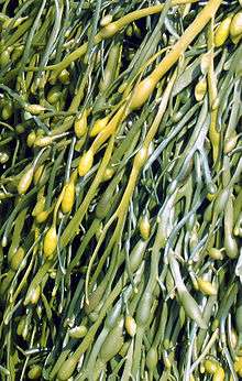 Photo of seaweed with small swollen areas at the end of each frond
