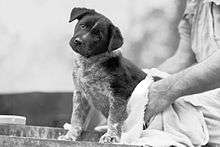 Australian Cattle Dog puppy being dried after his bath