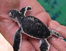 Photo of newly hatched turtle held in a human hand