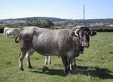 a large grey cow with down-turned horns