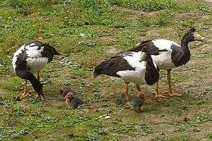 Group of three magpie geese with small chicks
