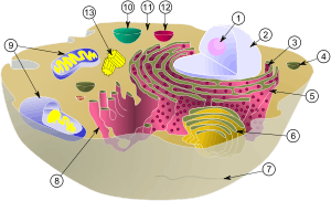 color diagram of cell as bowl