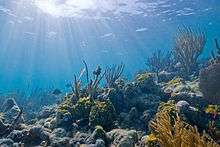 Sunlight on an underwater coral reef
