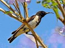 Black honeyeater perched on a branch