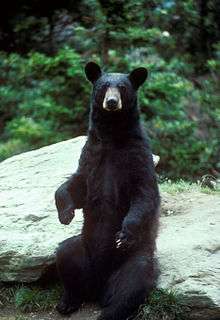 Bear standing on its hind legs