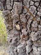 Bark with an empty cocoon