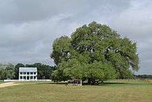 The Sam Houston Oak where the Provisional Army of Texas rested after the burning of Gonzales