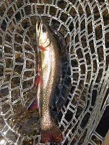 Brook trout