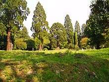 Grassy area lined with giant sequoia trees, with occasional scattered gravestones