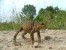A common toad adopts a defensive stance