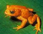 The species Bufo periglenes (Golden Toad) was last reported in 1989