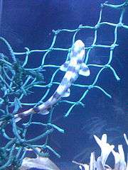 Photo of a nursehound with crosswise dark bands, swimming over a strip from a fishing net