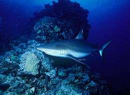 Photo of shark in twilit waters with coral head in background