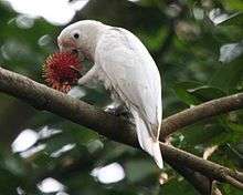A mainly white cockatoo with a few pale-pink feathers on its face. The cockatoo is perched on a branch in a tree standing on its right foot while holding what appears to be a rambutan fruit up to its open beak with its left foot