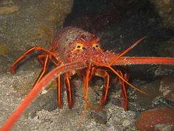 A red, clawless lobster facing towards the viewer, with long, stout antennae pointed forwards, and short horns above the short-stalked eyes.