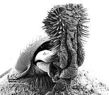 A microscopic image of the spiny penis of a bean weevil, as seen from behind the beetle