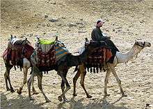 Three camels in a line: a person rides on the leading camel.