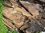 Rock carvings of animals including a horse.