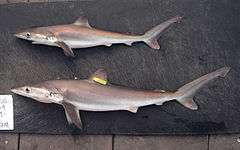 Two bronze-colored sharks with long pointed snouts, large eyes, and small first dorsal fins lie on their sides on a pier