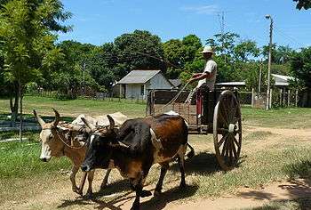 Man with hat driving rustic, high-wheeled wagon pulled by two long-horned cattle