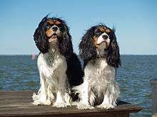 "Two dogs with long ears sit on a wooden platform overlooking the sea. They are mostly white, but have black ears and black and brown markings on their faces. Their fur is ruffled by the breeze."