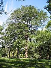 a very large tree in Central Park planted in honour of Joyce Kilmer