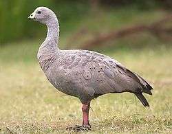 Cape Barren goose standing